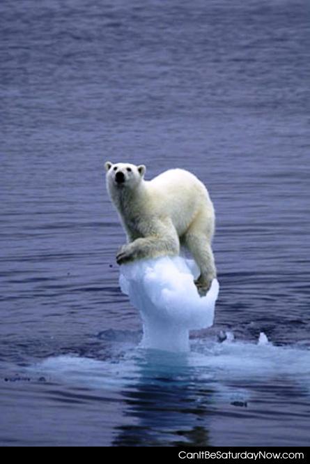 Melt caps - polar bear wants more ice